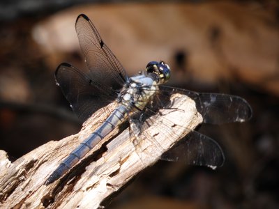 20190508 - Lake Waccamaw - Great Blue Skimmer