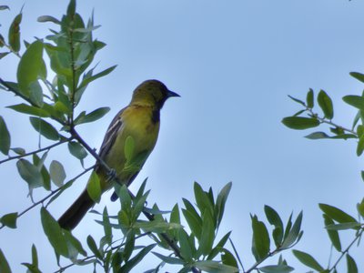 20190508 - Lake Waccamaw - Immature Orchard Oriole 1