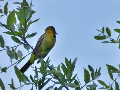 20190508 - Lake Waccamaw - Immature Orchard Oriole 2