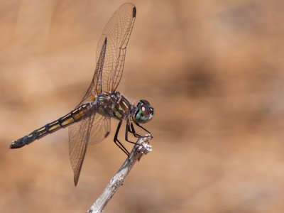 20190508 - Lake Waccamaw - Little Blue Dragonlet 1