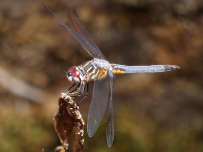 20190508 - Lake Waccamaw - Little Blue Dragonlet 2