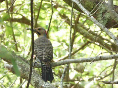 20190508 - Lake Waccamaw - Northern Flicker