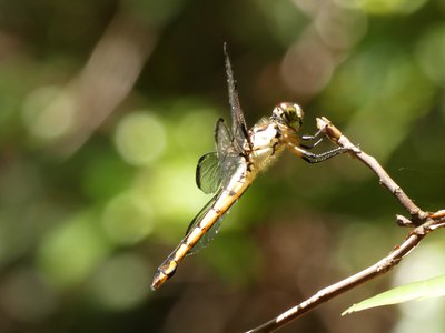 20190508 - Lake Waccamaw - Unknown Dragonfly