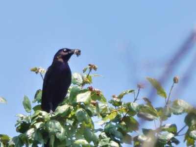 20190508 - Lake Waccamaw - Weird-eyed Grackle