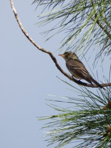 20190508 - Singletary Lake - Acadian Flycatcher