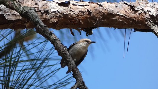 20190508 - Singletary Lake - Brown-headed Nuthatch