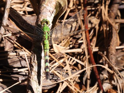 20190508 - Singletary Lake - Eastern Pondhawk