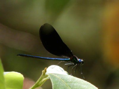 20190508 - Singletary Lake - Ebony Jewelwing