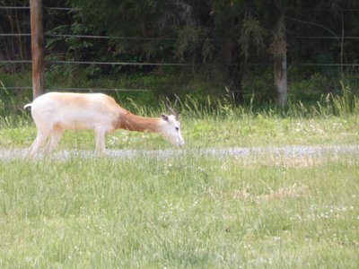 20190509 - Zoo - Addra Gazelle