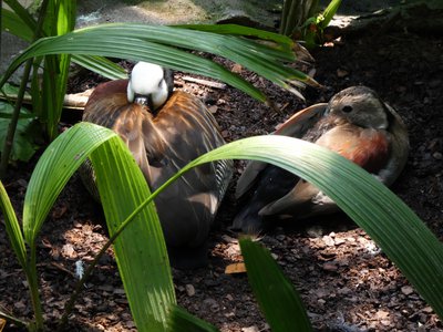 20190509 - Zoo - African Pygmy Geese