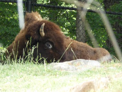 20190509 - Zoo - American Bison