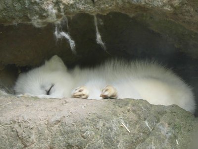 20190509 - Zoo - Arctic Fox 1