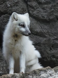 20190509 - Zoo - Arctic Fox 2