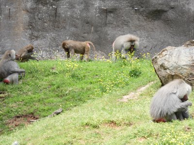 20190509 - Zoo - Baboons 1