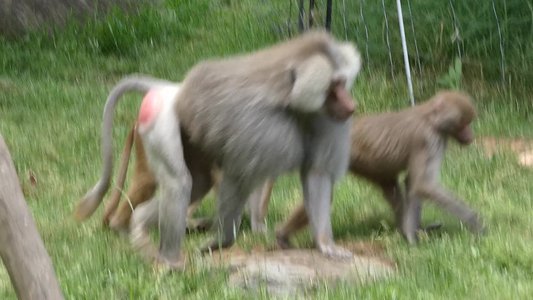 20190509 - Zoo - Baboons 2