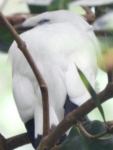 20190509 - Zoo - Bali Mynah