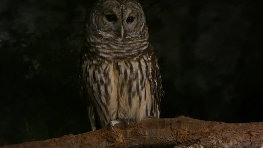 20190509 - Zoo - Barred owl