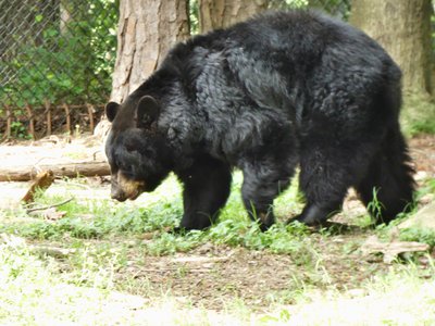 20190509 - Zoo - Black Bear