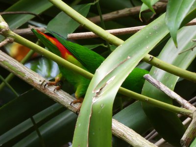 20190509 - Zoo - Blue-crowned Hanging Parrot