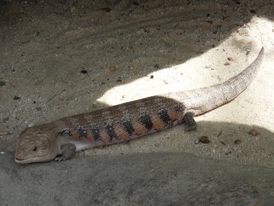 20190509 - Zoo - Blue-tongued Skink