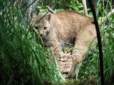 20190509 - Zoo - Bobcat 1