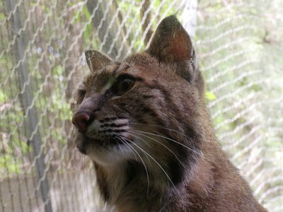 20190509 - Zoo - Bobcat 2