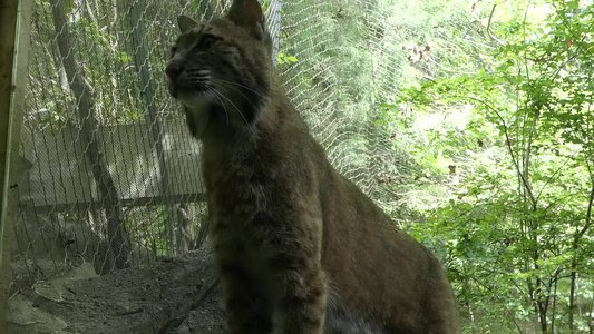 20190509 - Zoo - Bobcat 3