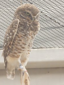 20190509 - Zoo - Burrowing Owl 1