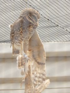 20190509 - Zoo - Burrowing Owl 2