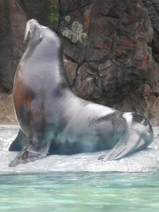 20190509 - Zoo - California Sea Lion