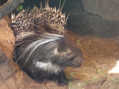 20190509 - Zoo - Cape Porcupine