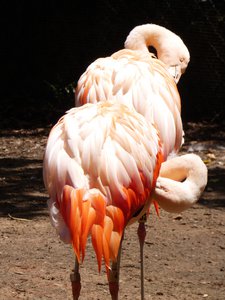 20190509 - Zoo - Chilean Flamingo 1