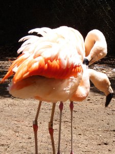 20190509 - Zoo - Chilean Flamingo 2