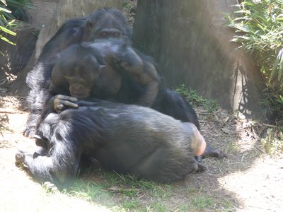 20190509 - Zoo - Chimpanzees