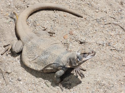 20190509 - Zoo - Chuckwalla