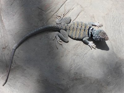 20190509 - Zoo - Collared Lizard