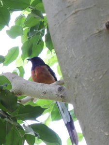 20190509 - Zoo - Common Sharma Thrush