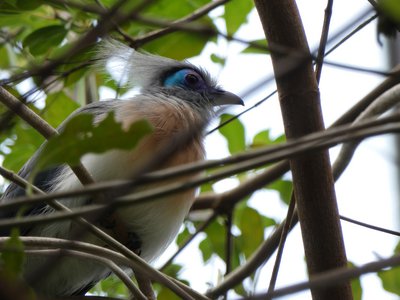 20190509 - Zoo - Crested Coua 1