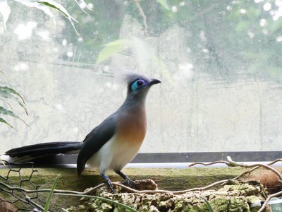 20190509 - Zoo - Crested Coua 2