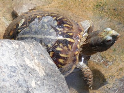 20190509 - Zoo - Desert Tortoise