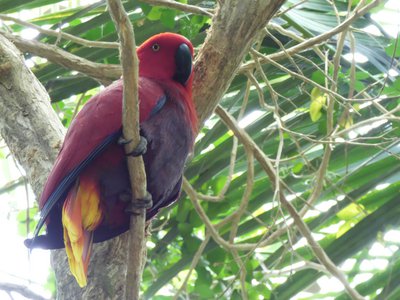 20190509 - Zoo - Eclectus Parrot