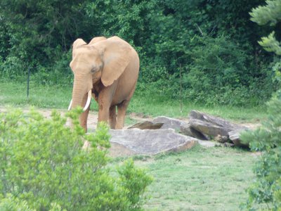 20190509 - Zoo - Elephant 1