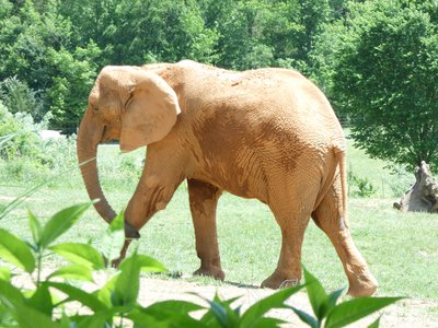 20190509 - Zoo - Elephant 2