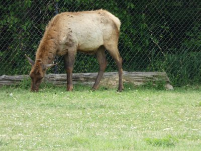 20190509 - Zoo - Elk 1