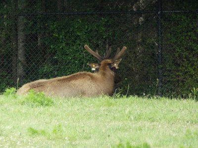 20190509 - Zoo - Elk 2