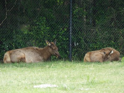 20190509 - Zoo - Elk 3