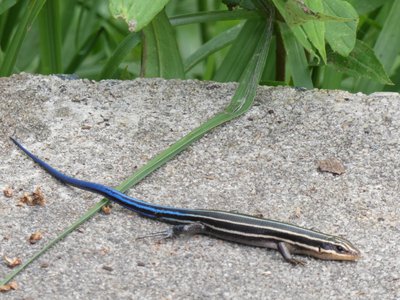 20190509 - Zoo - Five-lined Skink