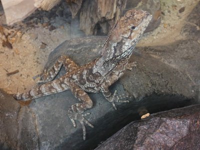 20190509 - Zoo - Frilled Dragon