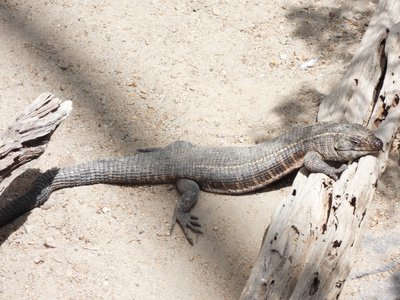 20190509 - Zoo - Giant Plated Lizard 2