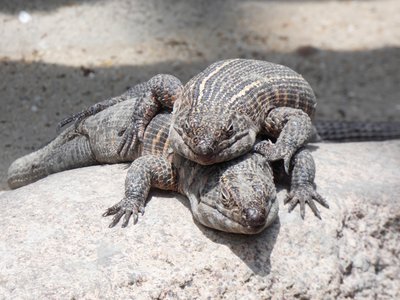 20190509 - Zoo - Giant Plated Lizards 1